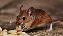 commercial-pest-management Experts in Monroe Twp
